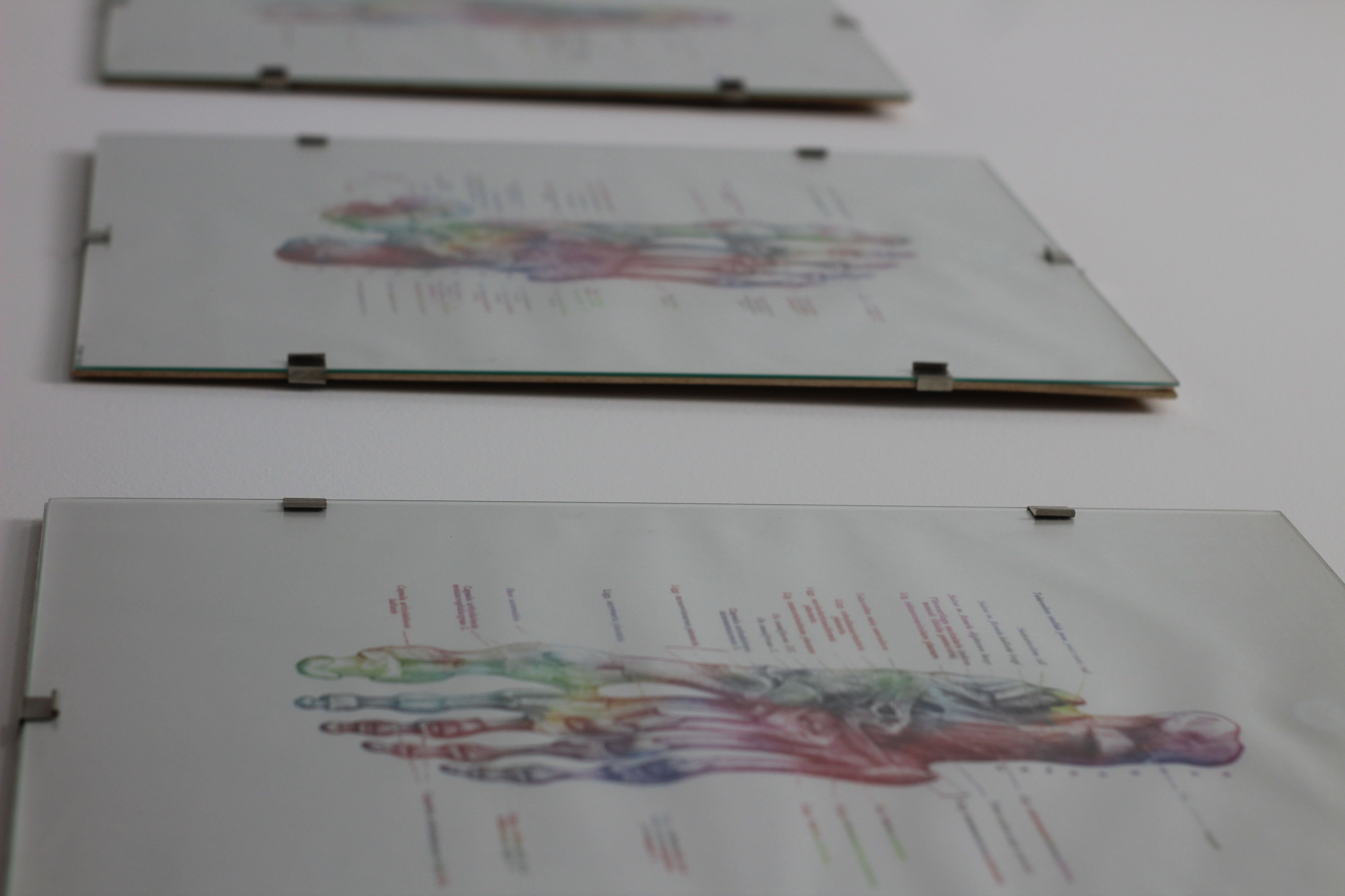 Carteles anatómicos del pie expuestos en la clínica podológica